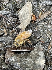 Apis mellifera