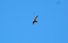 Chaetura meridionalis
