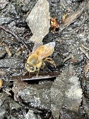 Apis mellifera