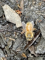 Apis mellifera