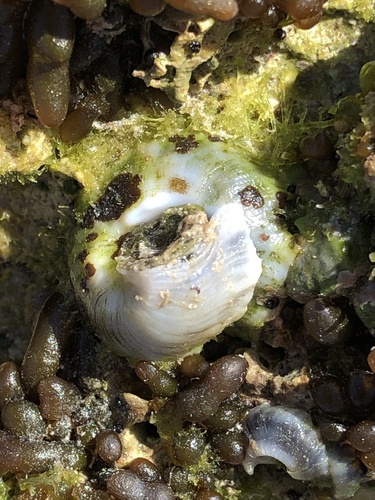 Dendropoma platypus observed 2021-04-25