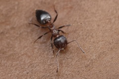 Crematogaster mutans