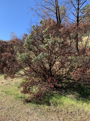 Crematogaster mutans