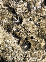 Siphonaria normalis