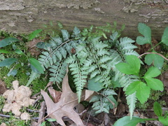 Athyrium niponicum