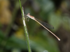 Indolestes insularis