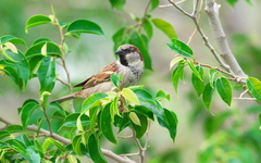 Passer domesticus