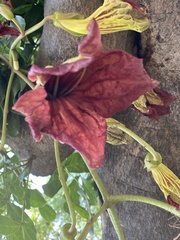 Kigelia