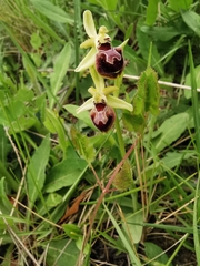 Ophrys sphegodes provincialis
