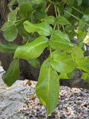 Kigelia