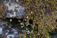 Crassula dentata