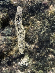 Holothuria atra