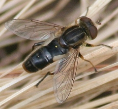 Anasimyia bilinearis