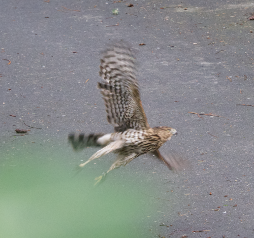 Cooper's Hawk photographed in Washington