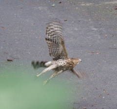Accipiter cooperii