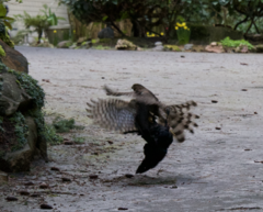 Accipiter cooperii