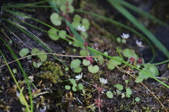 Crassula dentata