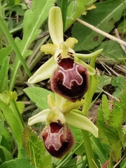 Ophrys sphegodes provincialis