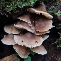 Mycena marangania