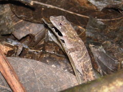 Anolis serranoi