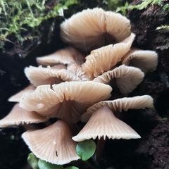 Mycena marangania