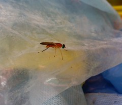 Ptecticus testaceus