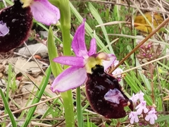 Ophrys bertolonii benacensis