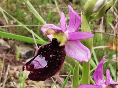 Ophrys bertolonii benacensis
