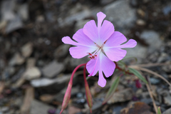 Clarkia breweri