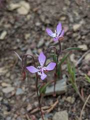 Clarkia modesta