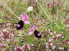 Ophrys bertolonii benacensis