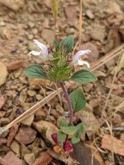 Acanthomintha lanceolata