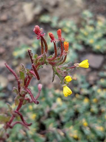 intermediate suncup (Camissoniopsis intermedia)