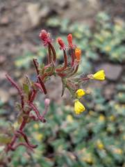 Camissoniopsis intermedia