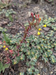 Camissoniopsis intermedia