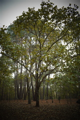 Quercus jonesii
