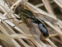 Anasimyia bilinearis