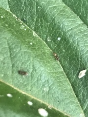 Brachymyrmex patagonicus