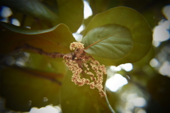 Quercus jonesii