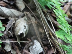 Sceloporus squamosus