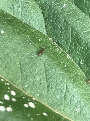 Brachymyrmex patagonicus