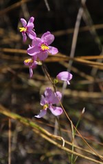 Ixia scillaris