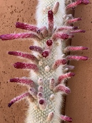 Cleistocactus strausii