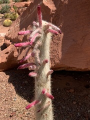 Cleistocactus strausii