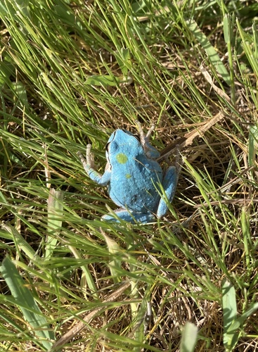 Pacific chorus frog photographed in Oregon