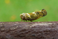 Colpopterinae