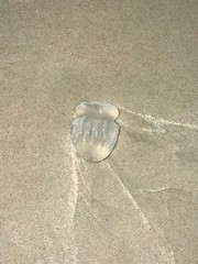 Stomolophus meleagris