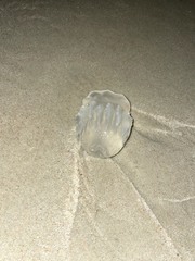 Stomolophus meleagris