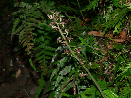 Image of Liparis formosana by (c) Jacy Chen, some rights reserved (CC BY)