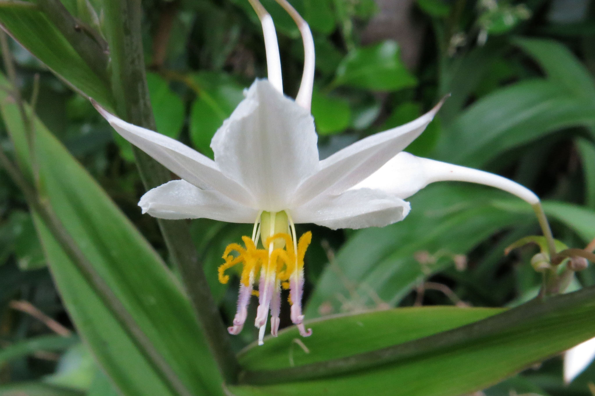 Arthropodium